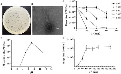 Isolation of Klebsiella pneumoniae Phage vB_KpnS_MK54 and Pathological Assessment of Endolysin in the Treatment of Pneumonia Mice Model